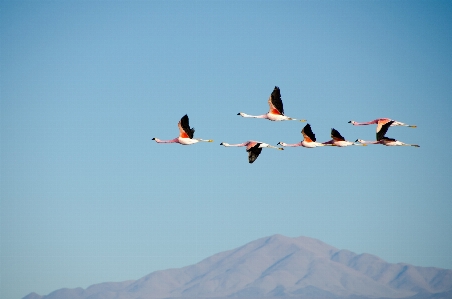 Mountain bird wing sky Photo