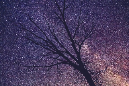 Foto árvore silhueta céu noite