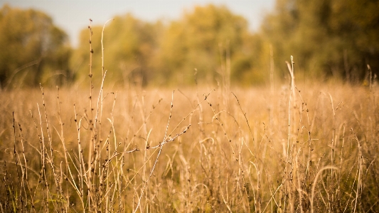 Nature grass plant field Photo