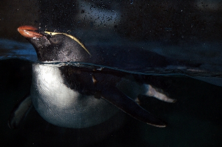 Foto Uccello ala riflessione buio
