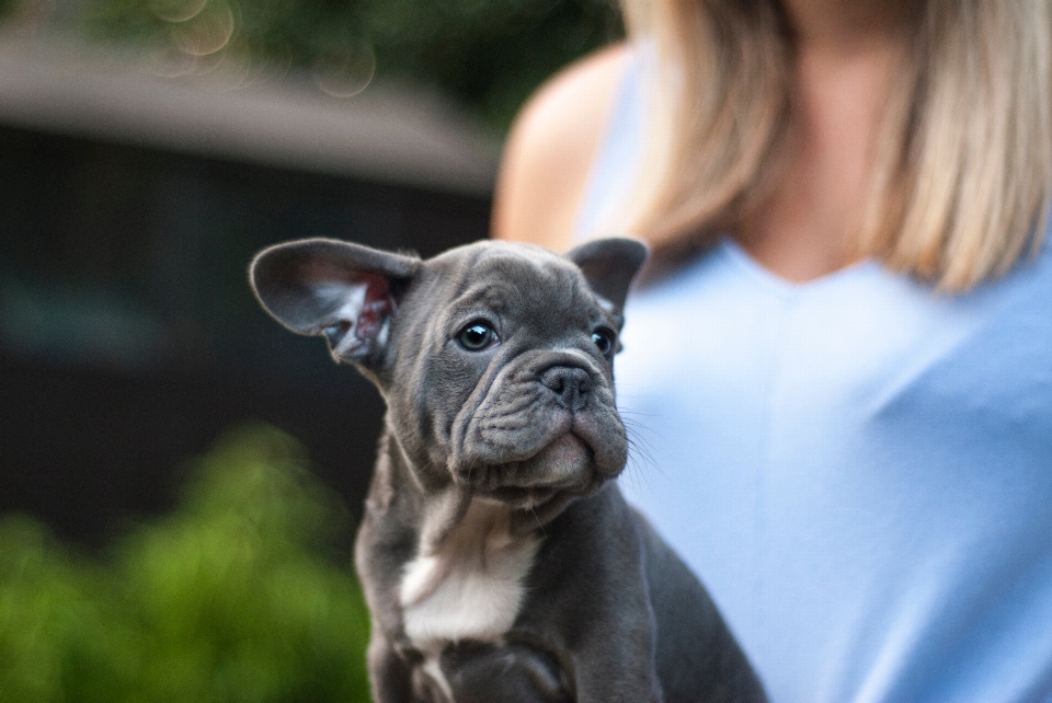 Chiot chien animal mammifère