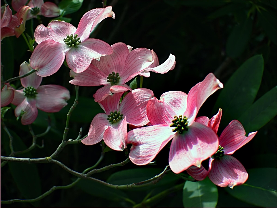 Florescer plantar flor pétala