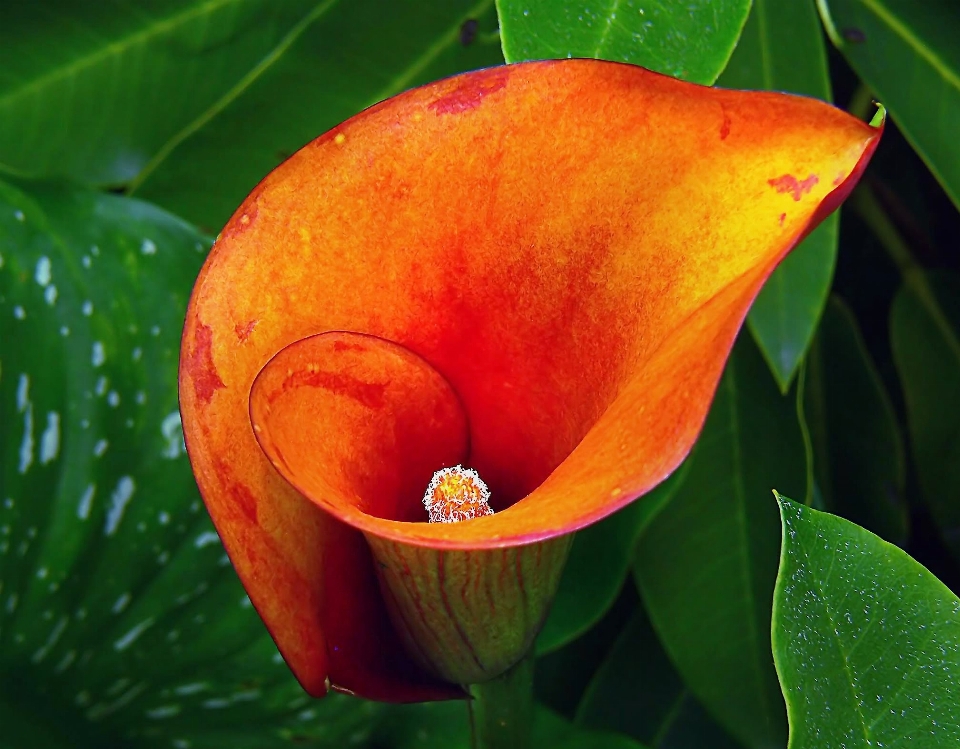 Plant fruit leaf flower