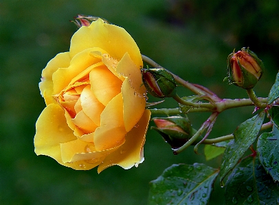 Nature blossom plant photography Photo