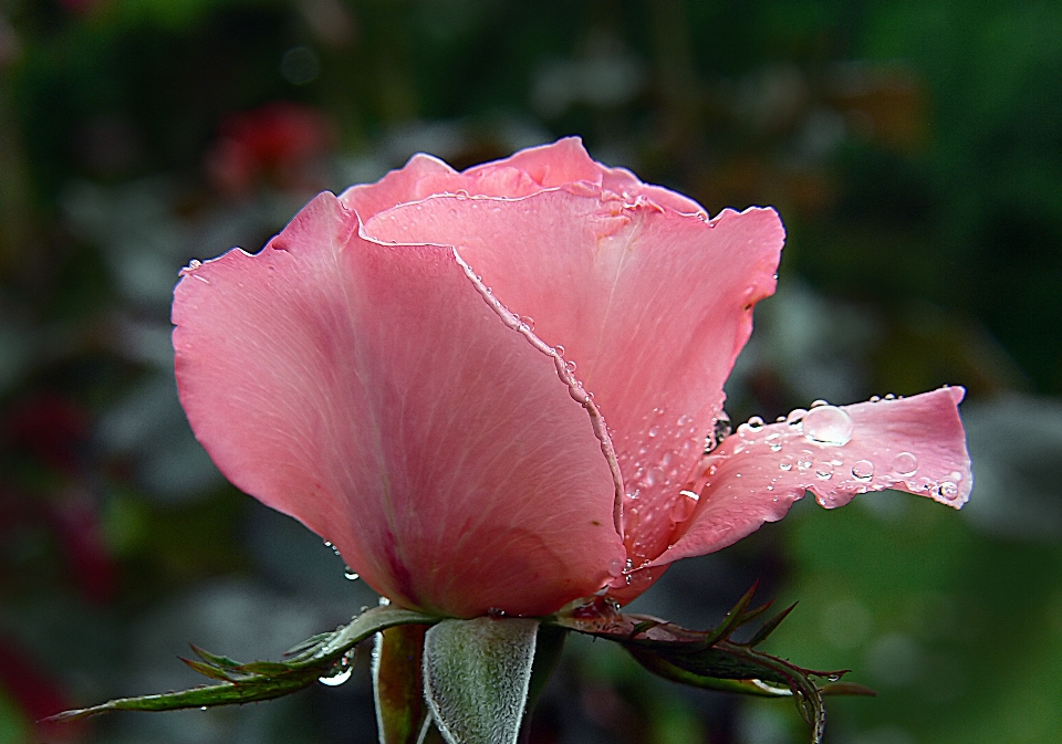 花 植物 花弁 フローラル