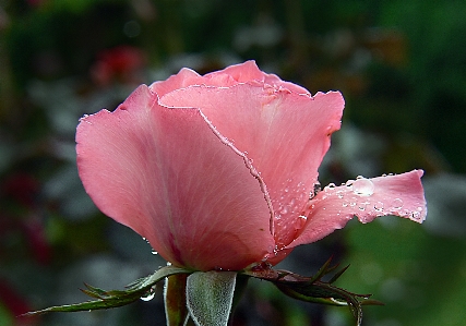 Blossom plant flower petal Photo