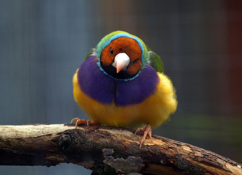 Oiseau faune le bec fauna