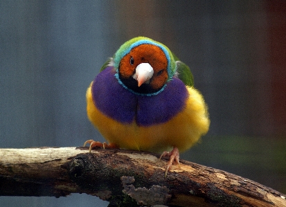 鳥 野生動物 嘴 fauna 写真