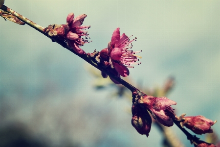 Tree nature branch blossom Photo