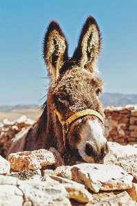 Animal stone wildlife fur Photo