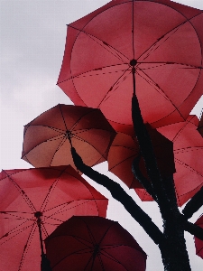 Foto Roda daun bunga garis merah