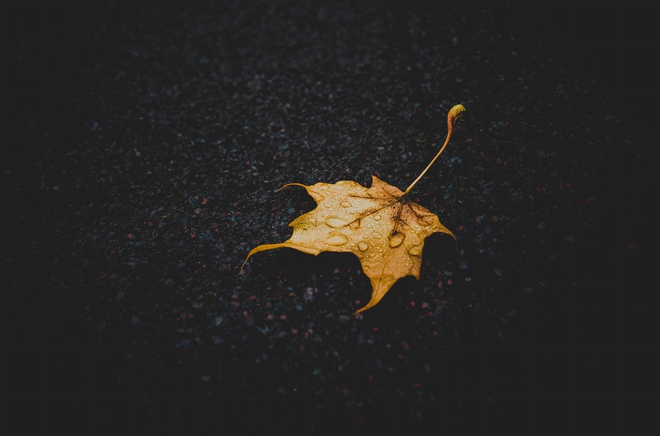 Planta lluvia hoja otoño