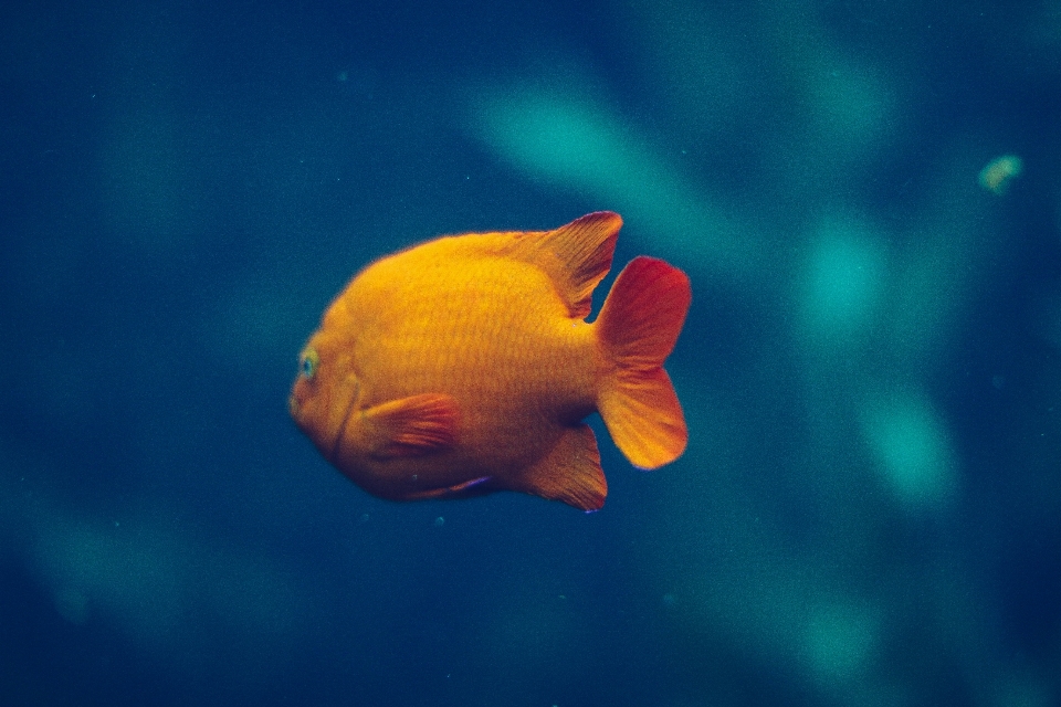 Underwater biology fish reef