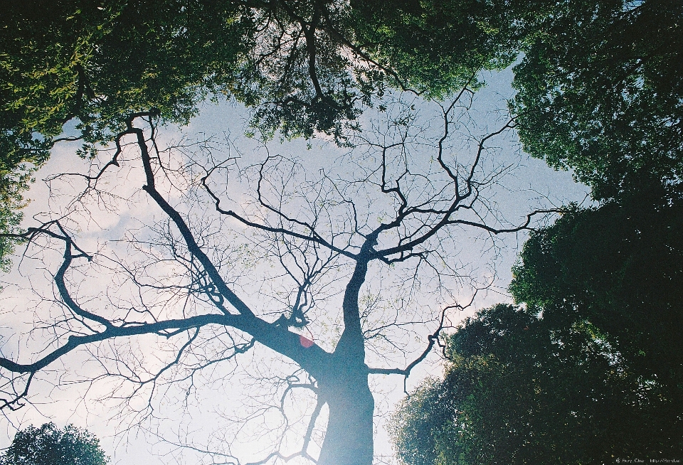 Albero natura foresta ramo