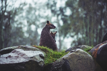 Foto Naturaleza bosque rock lluvia