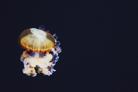 Underwater biology jellyfish black Photo