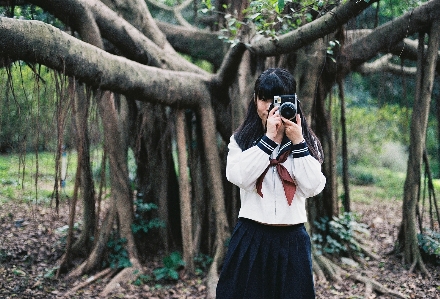 Foto Pohon hutan bokeh
 mengaburkan