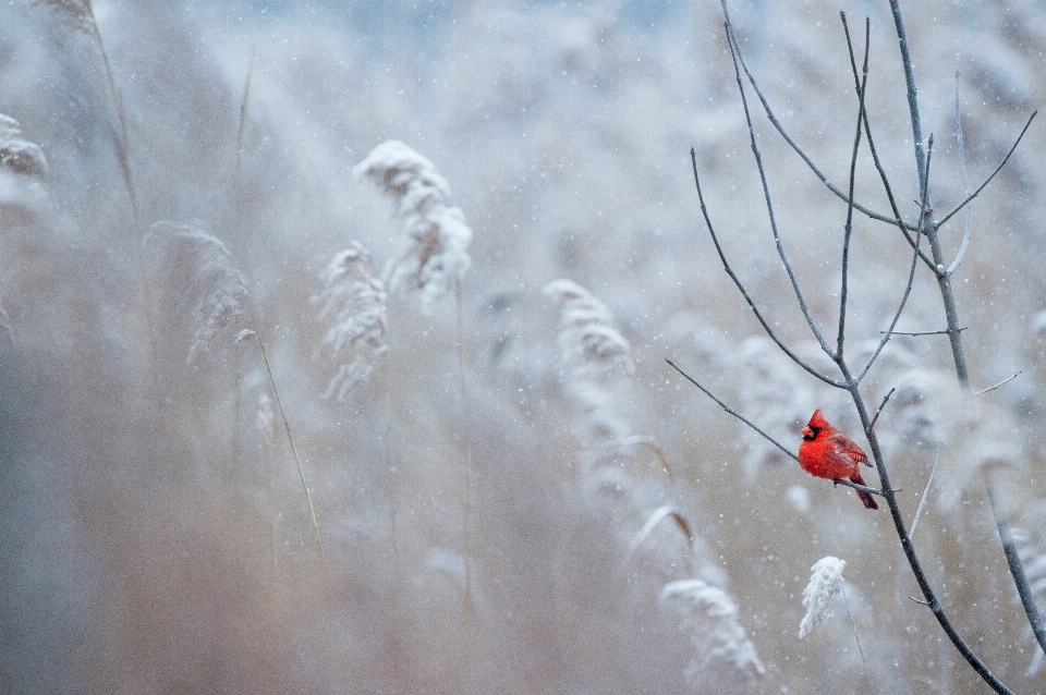 Wasser natur zweig schnee