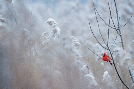 Water nature branch snow Photo