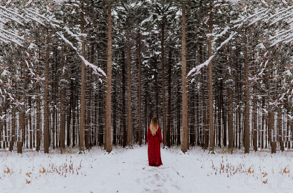 Baum wald zweig schnee