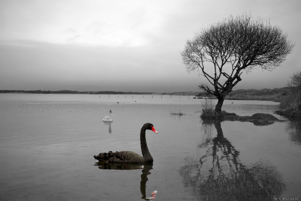 Tree water nature winter