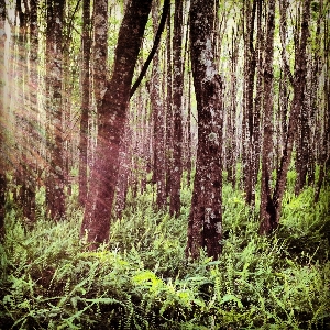 Tree forest swamp wilderness Photo