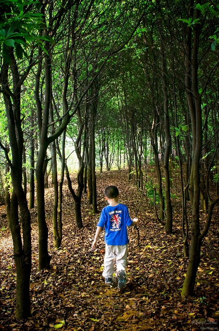 Pohon alam hutan gurun
