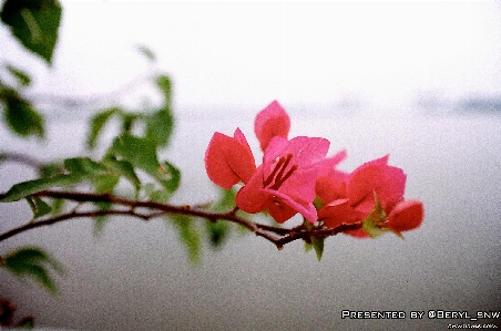 ブランチ 花 植物 葉 写真