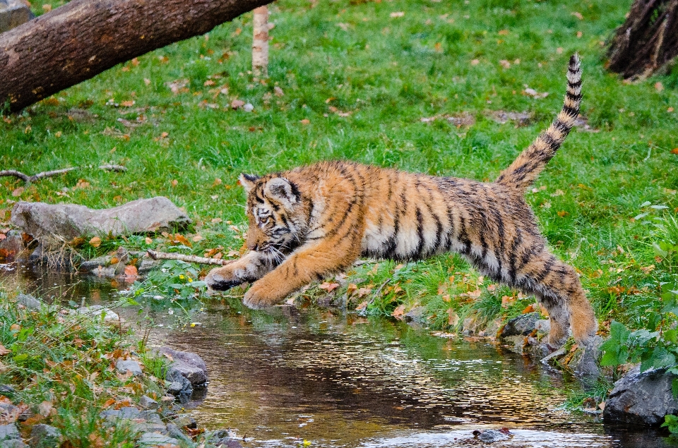 Nature white animal wildlife