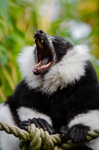 Yaban hayatı hayvanat bahçesi memeli fauna Fotoğraf