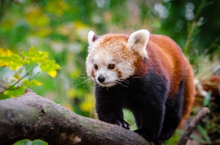 树 自然 散景 模糊 照片