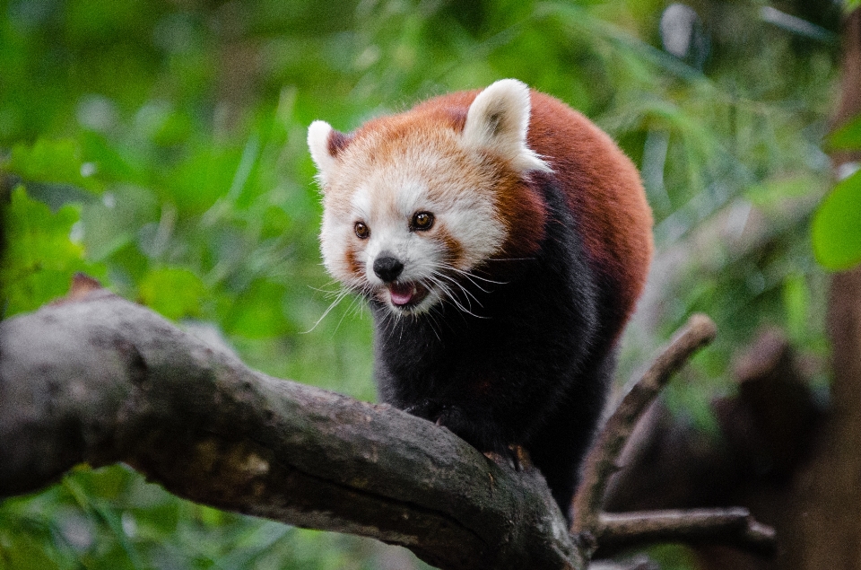 Bokeh
 zwierzę dzikiej przyrody ogród zoologiczny