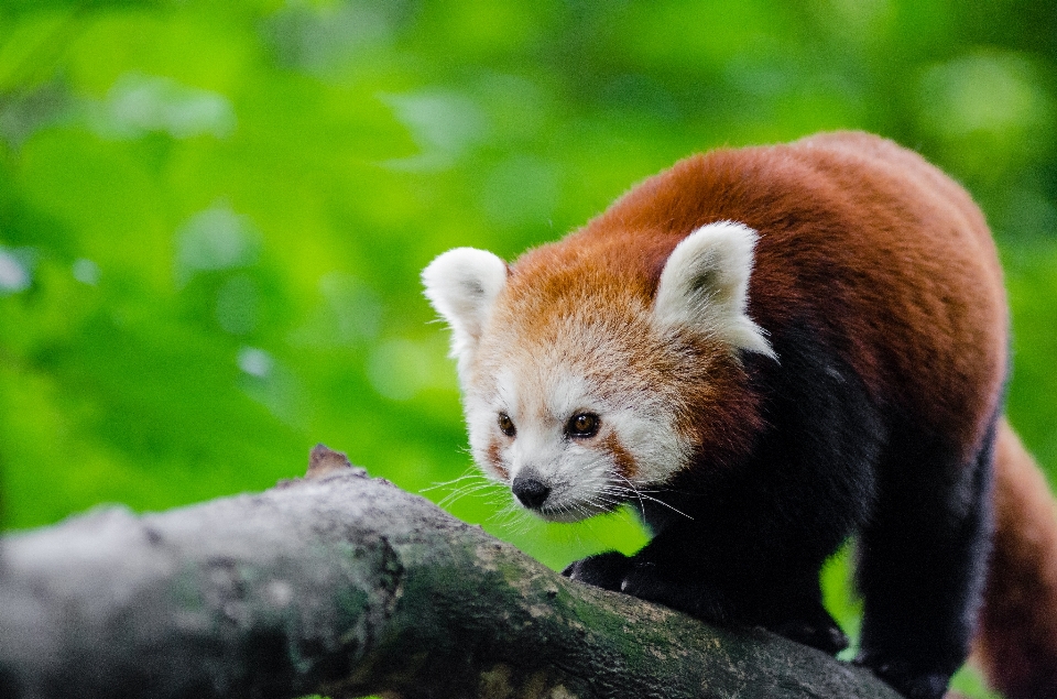 ボケ味
 動物 クマ 野生動物