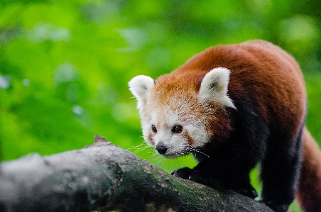 Foto Bokeh
 animale orso animali selvatici