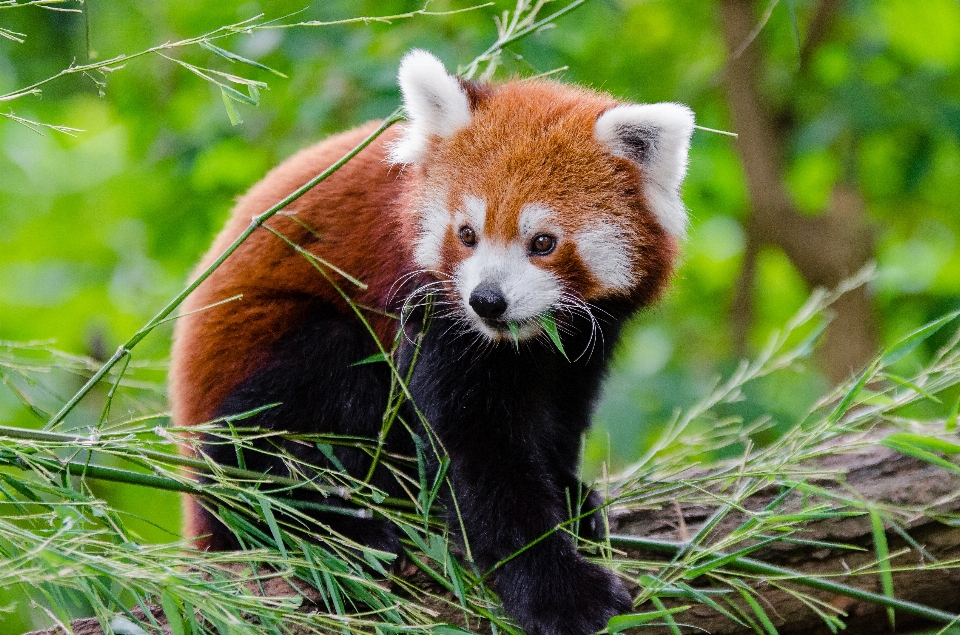 ボケ味
 動物 野生動物 動物園