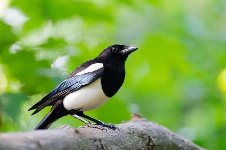 Nature bird bokeh animal Photo