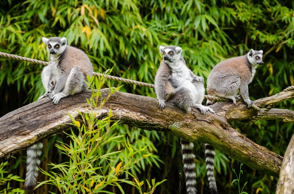 Natureza floresta filial animal