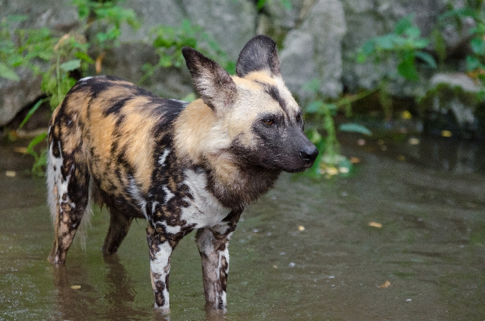 分野 秋 犬 動物