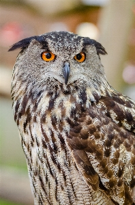 鳥 羽 ボケ味
 白 写真