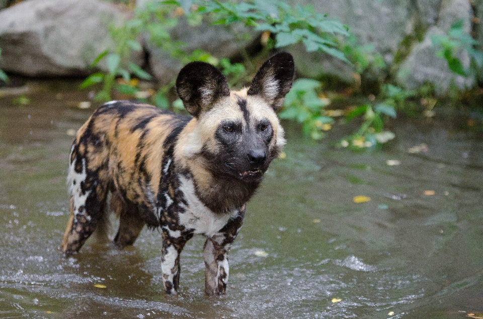 Campo cair cachorro animal