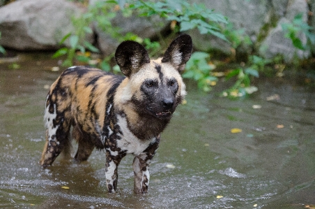 Field fall dog animal Photo