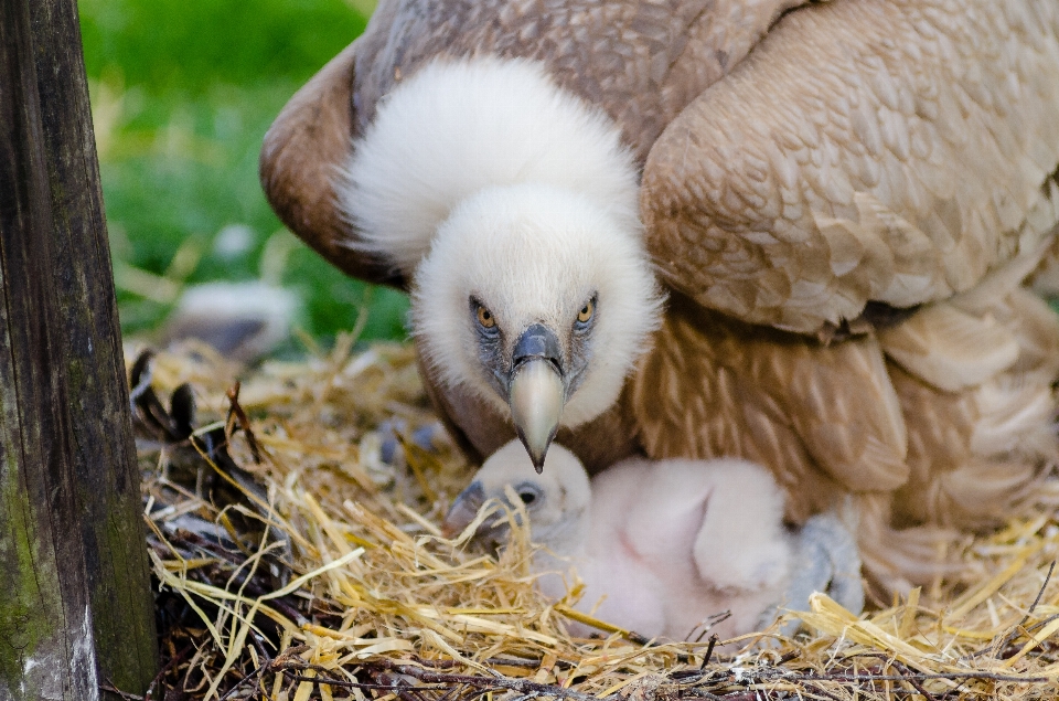 Oiseau faune le bec aigle