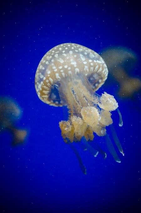 Biyoloji deniz anası omurgasız cnidarians
