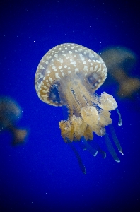 Foto Biologi ubur invertebrata cnidaria
