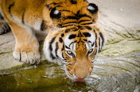 Foto Acqua natura erba bianco