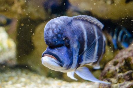 Foto Animais selvagens embaixo da agua biologia azul