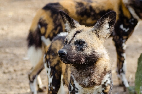 Fall dog animal canine Photo