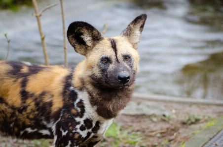 Fall dog animal canine Photo