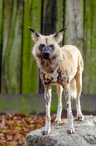 Fall dog animal canine Photo