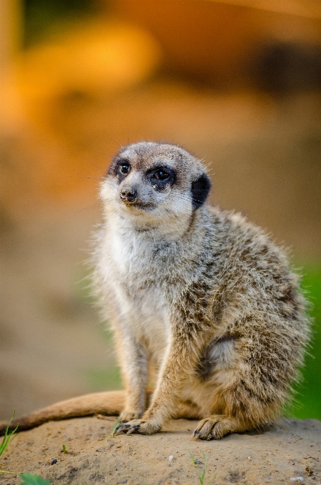 Bokeh animal cute wildlife